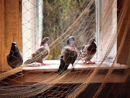 SIATKA ZABEZPIECZAJĄCA 3 X 4 M OCHRONA PRZED WYPADNIĘCIEM DLA KOTA PRZECIW GOŁĘBIOM OCZKO 5 X 5 CM NA BALKON OKNO
